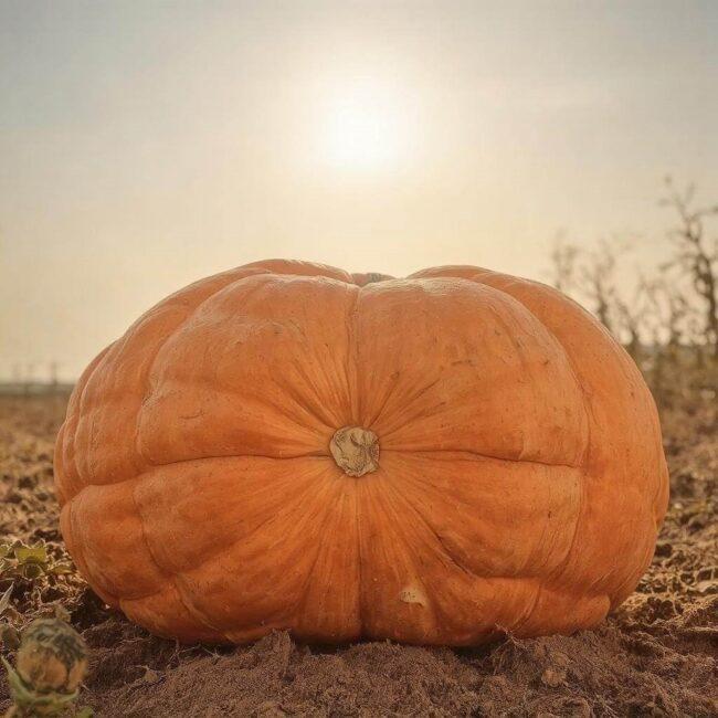 Hokkaido w sprzedaży